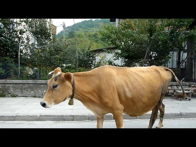 Cows on the road near Trigrad, Bulgaria