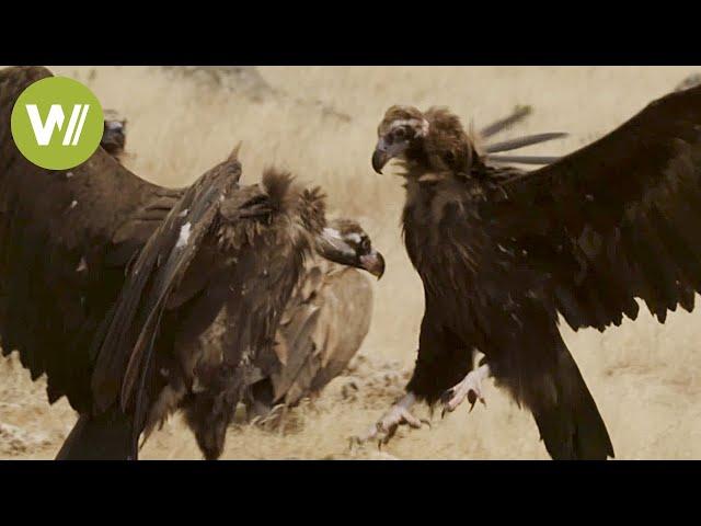 Crows and vultures: the scavengers' fight for the best bite