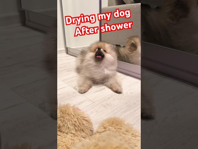 Drying my pomeranian dog after taking shower #pets #funny #dog #dogtraining
