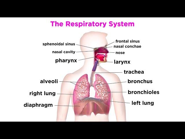 The Respiratory System