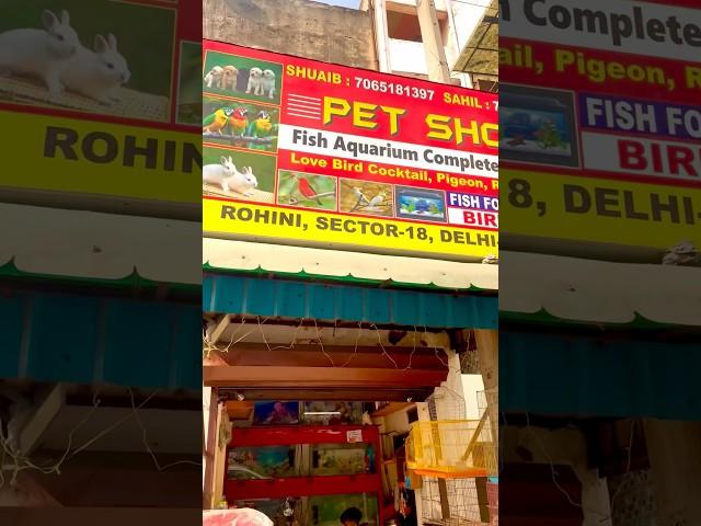 Pet Shop Delhi  #budgies #birdsetup #petshop #birds #parrot