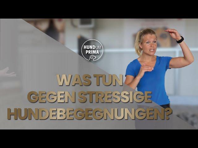 Stressige Hundebegegnungen: So bleibt dein Hund in stressigen Situationen ansprechbar!