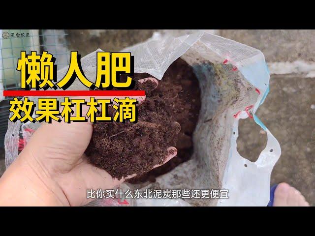 猴哥教你施肥絕招，懶人就施“懶人肥”，盆栽果樹長得又壯又旺