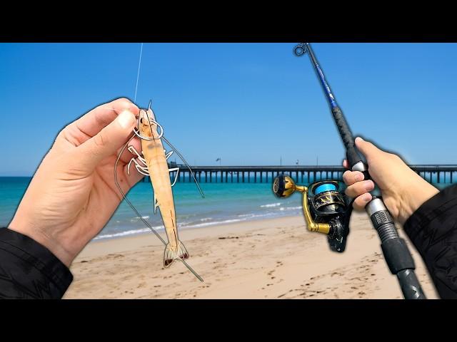 Surf Fishing w/ LIVE SHRIMP for Anything That Bites!!