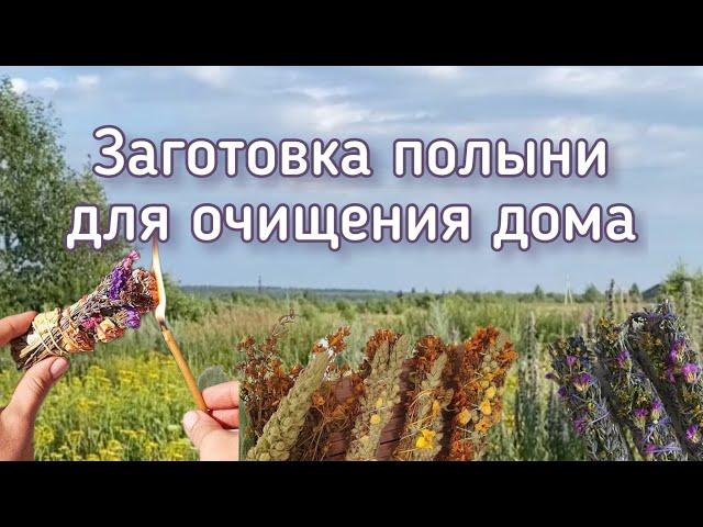 Заготовка полыни для очищения дома.#травы #полынь #чисткаотнегатива