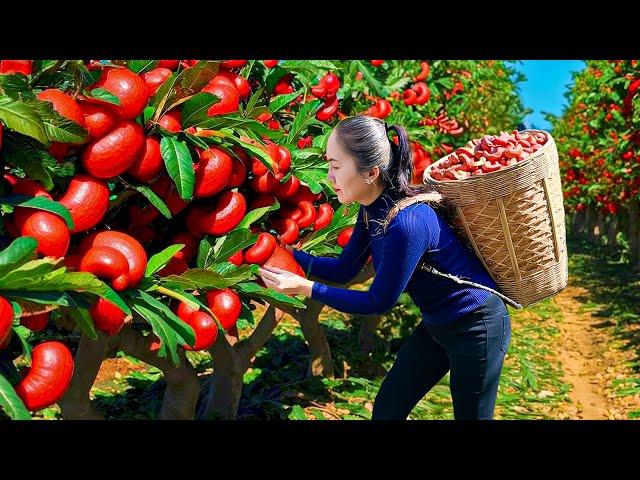 Lucky Woman Harvesting Red Cashew Nuts Goes To Market Sell - Pick Vegetables | Cooking Soup To Eat