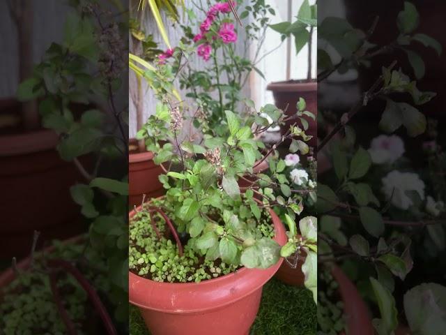 In whose house there is Tulsi # Tulsi Mayiea # subscribe friends #