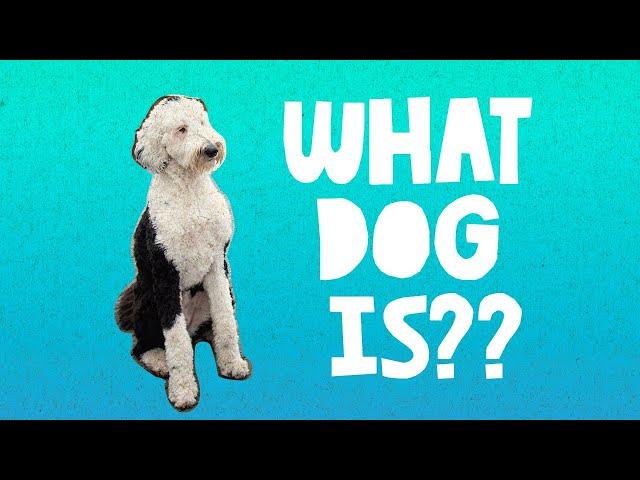 What Dog Is | What About Bunny