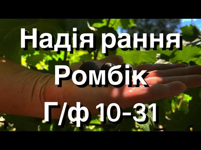 Надія рання, Ромбік, Г/ф 10-31