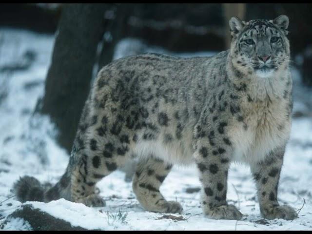 Snow Leopard Sound Effects   