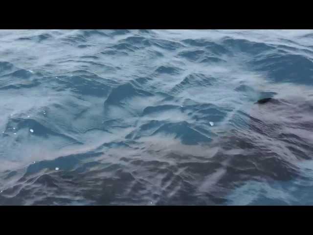 Grosser Hai vor der kroatischen Küste/ Huge shark in Croatia/ Grande tubarao na Croacia