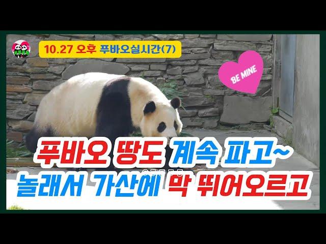 10.27 오후(7) 푸바오 땅을 왜 파는지 아시나요?또 엄청 놀래서 가산위로 뛰어올랐어요 #푸바오근황 #푸바오실시간 #fubao #푸바오 # panda #福宝 #푸둥푸둥