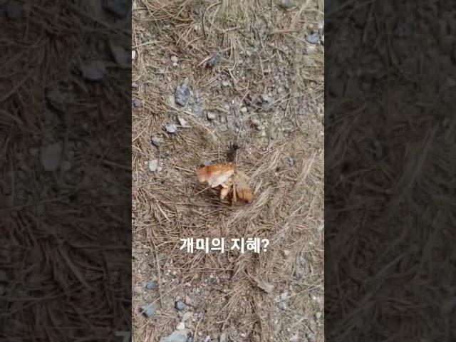 개미 힘 지혜 풍류? #Ant, the power wisdom enjoyment of it #삶의지혜 #wisdom