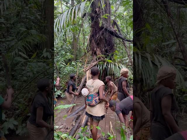 Pesca en la Selva de Camerún con la Etnia Baka️ #africa #culture #travel