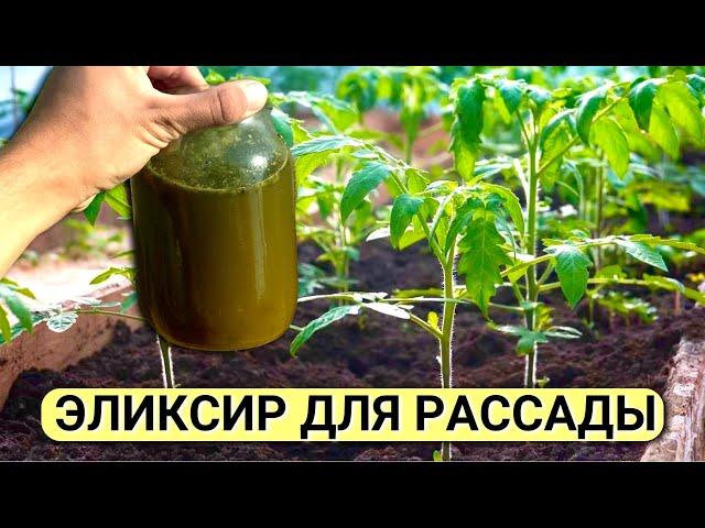 Рассаду не узнать от ЭТОЙ ПОДКОРМКИ. Полейте ПОМИДОРЫ, через 2 дня они вас УДИВЯТ! Подкормка томатов