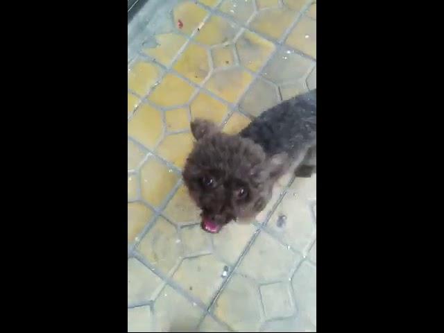 No Dog!: Patty meets Dog