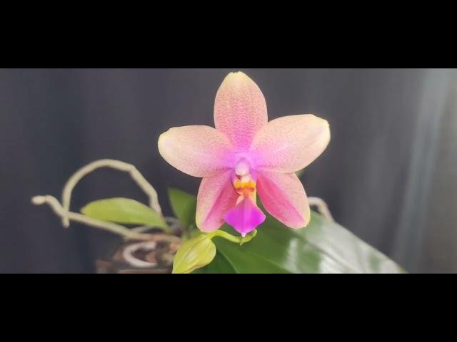 Phal. Sweet Memory 'Liodoro' - Betty Ward birthday wishes 