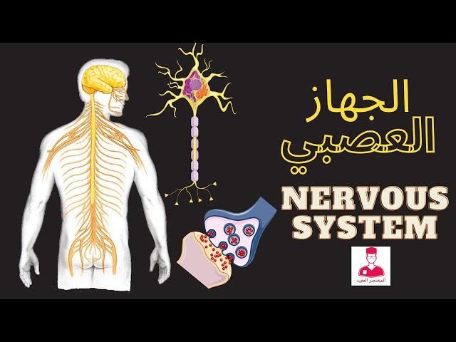 الجهاز العصبي || nervous system