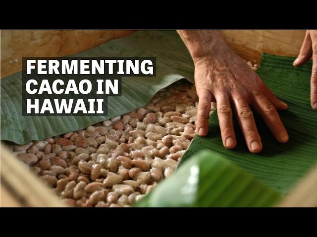 Fermenting Cacao In Hawaii with Colin Hart | Ep.112 | Craft Chocolate TV