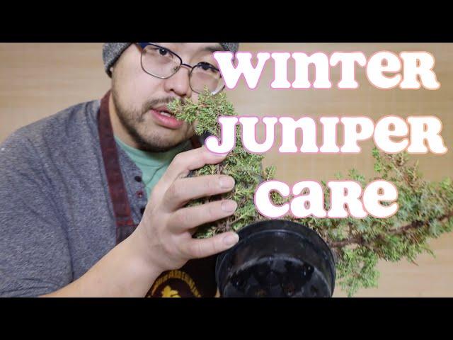 Bonsai For Beginners 2: Juniper Winter Care. Don't bring it indoors!