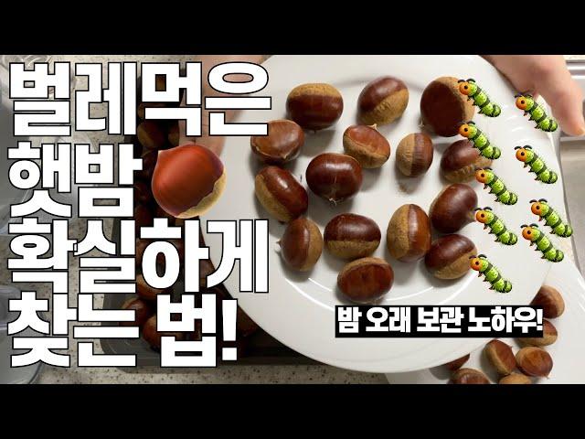 [살림화니] 벌레먹은밤 확실 찾고! 생밤보관해! Choosing bug-eaten chestnuts