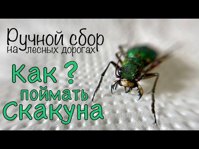 РУЧНОЙ СБОР, о том, КАК ЛОВИТЬ ПОЛЕВЫХ СКАКУНОВ, и не только