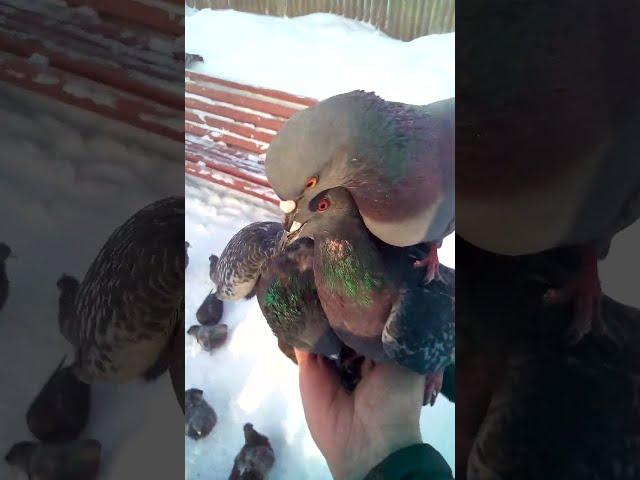 How to feed pigeons out of hand.