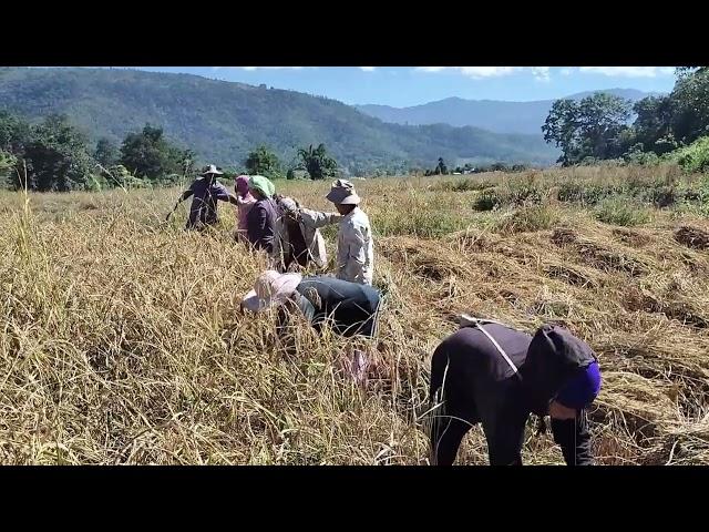 KVV Ho Phailhei bol, tunin at ahitai. Nute ho pate ho chung a Kipa thu iphong uve