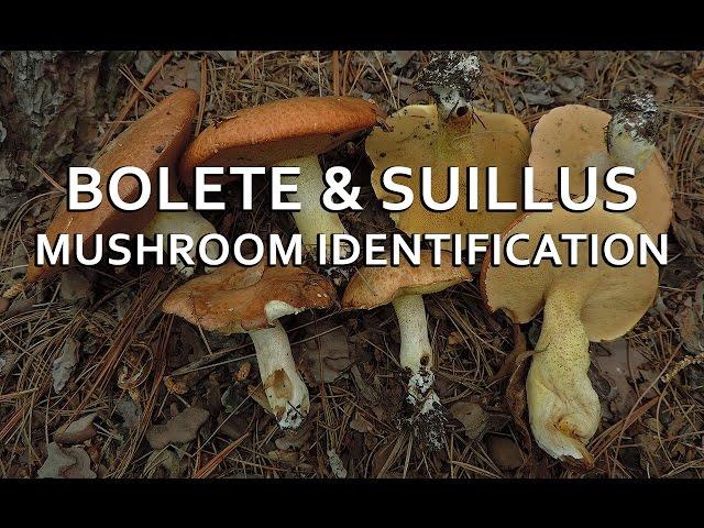 Bolete & Suillus Mushroom Identification with Adam Haritan