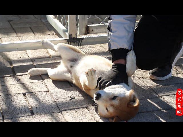 柴犬倔强到什么程度？不使用“武力”根本制服不了\We need to force and correct Shibas’ bad habits as they are too stubborn