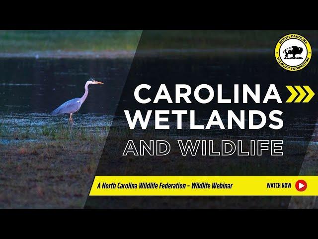 Carolina Wetlands and Wildlife - North Carolina Wildlife Federation