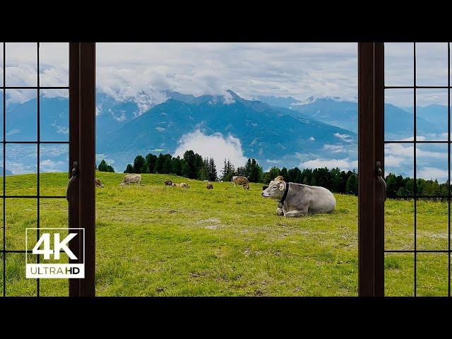 4K Swiss Alps with Cows Window View - Relaxing, Calming, Ambience,