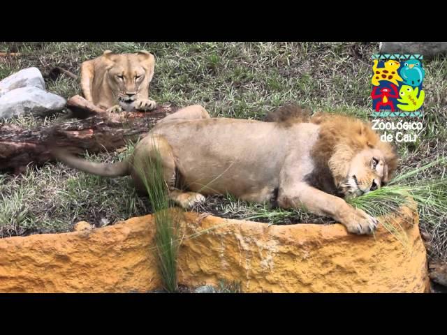 Los leones del Zoológico de Cali disfrutan de su hábitat remodelado