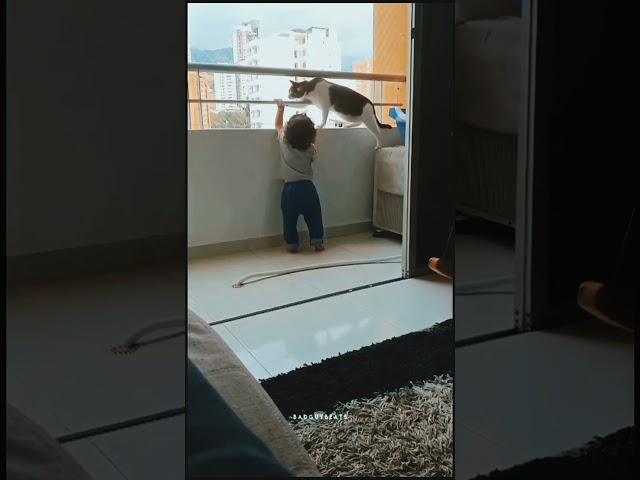 Smart Cat Video | Cat Save Baby From Falling | Animal Holic | Cat Videos | #Shorts