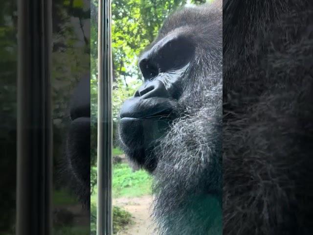 Silverback Gorilla shows visitors he is powerful