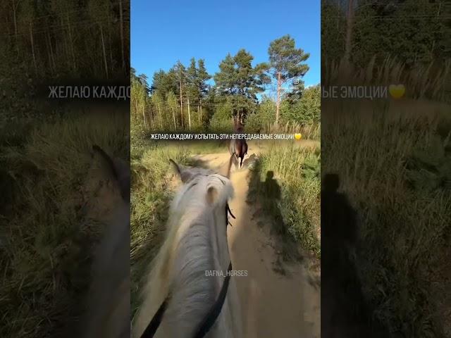 КОННЫЕ ПРОГУЛКИ СПБ