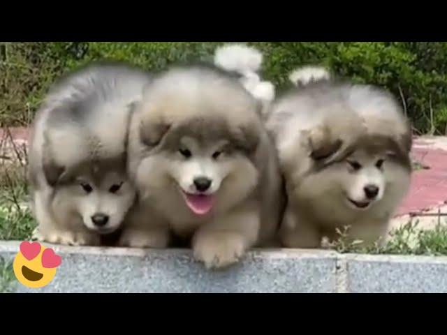 Baby Alaskan Malamute Puppies RunningFunny And Cute Puppies Compilation