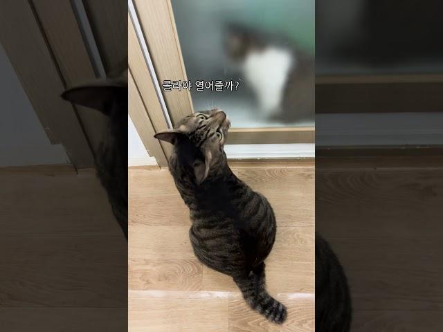 고양이들이 도움을 요청하는 법