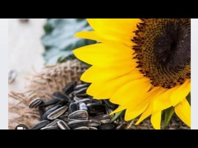 Sunflower seeds health benefits || Ye Suf Tiqem||  Milk Tesl benefits ||HOW to use Sunflower seeds