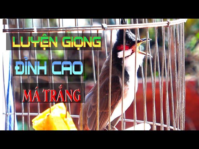 Luyện Giọng VÍP Cho Chào Mào Má Trắng Âm 8-9-10, Chào Mào Non Học Nhanh - Giọng Hay