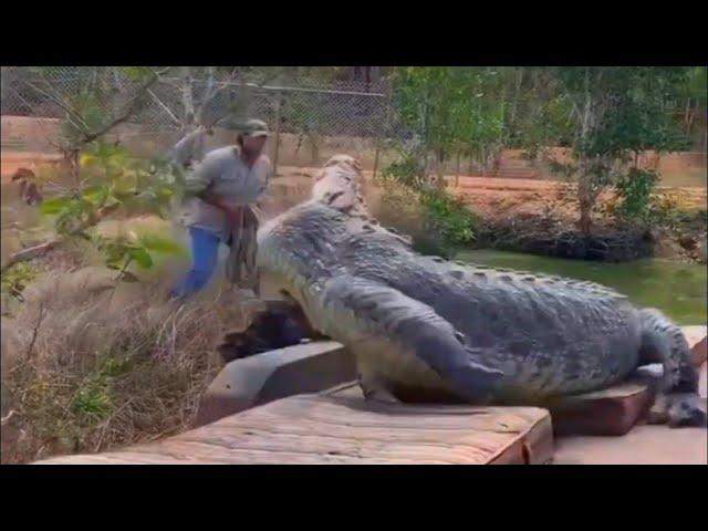 GIANT CROCODILES that we managed to capture on video!