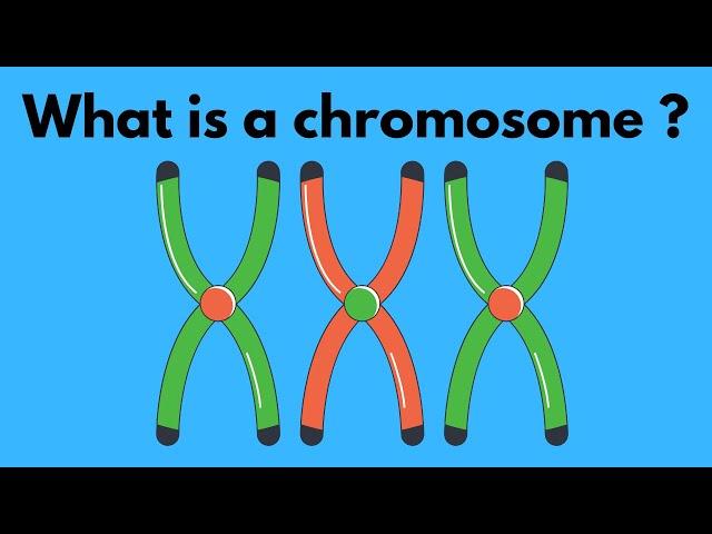 What is a chromosome?