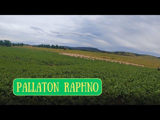 THIS WILL GROW SOME LAMB | Pallaton Raphno | Australian Sheep Farming