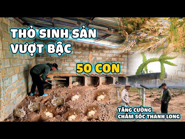 Quanglinhvlogs || Thỏ Tăng Trưởng Mạnh Tại Quang Linh Farm - Tăng Cường Chăm Sóc Thanh Long.