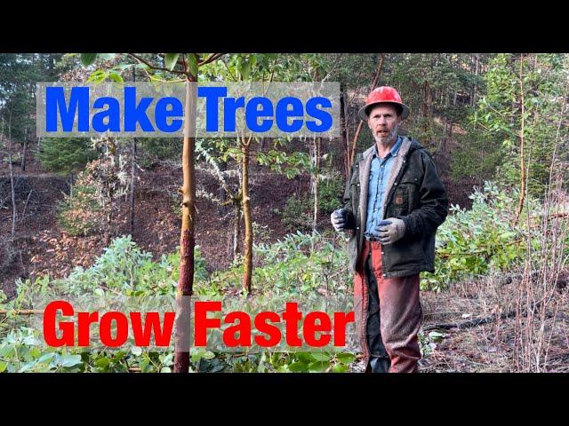 Thinning The Trees on My Forest Land - Forest Management