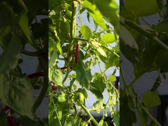 Lots of #tomatoes #shortsviral #tomates #homegrown ##agricultura