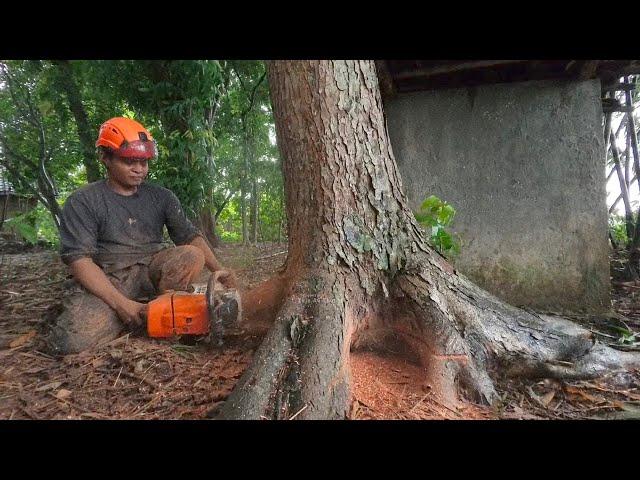 Soaking wet ..!! Cut down trees during the rainy season 