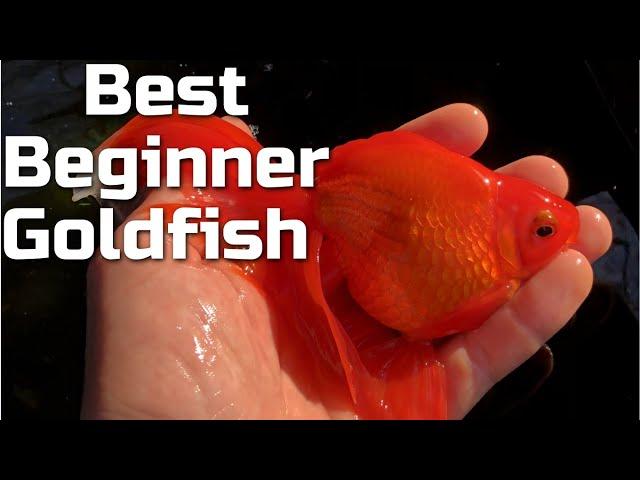 Best Beginner Fancy Goldfish