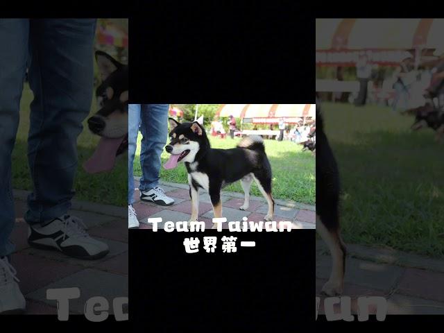 #TeamTaiwan#東北莊日本柴犬 #特寵業繁字第G1110004號 #柴犬幼犬 #熱門犬種 #毛小孩 #熱門 #柴犬 #小柴 #赤柴 #黑柴 #白柴 #小狗 #可愛 #寵物#推薦