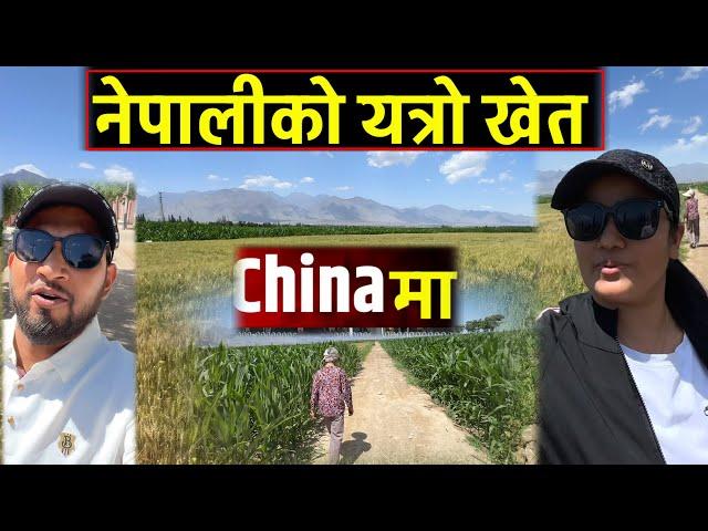 कस्तो अचम्म हेर्नुहोस चाईनामा नेपालीको यत्रो खेति Bhagya Neupane China Tour EP-26